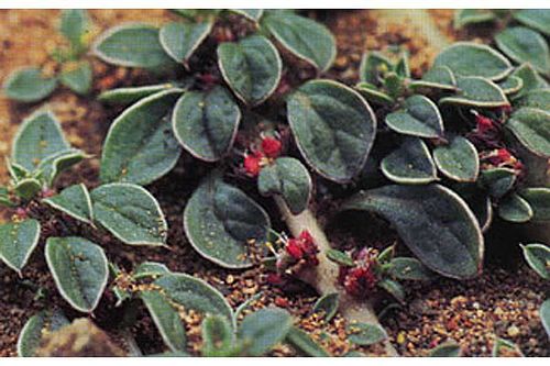 Amaranthus californicus